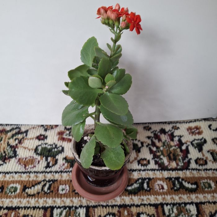 Продаются  комнатные цветы разных сортов сортов