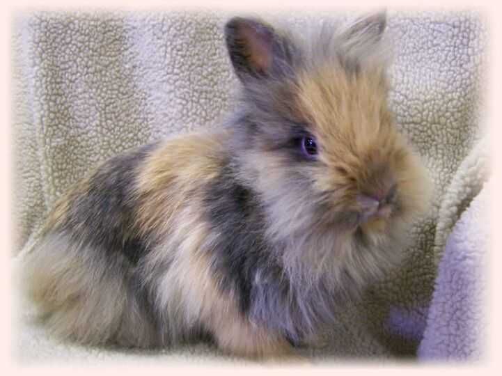 Продава Мини зайчета, Морски свинчета, Хамстери, Мишки, Таралеж