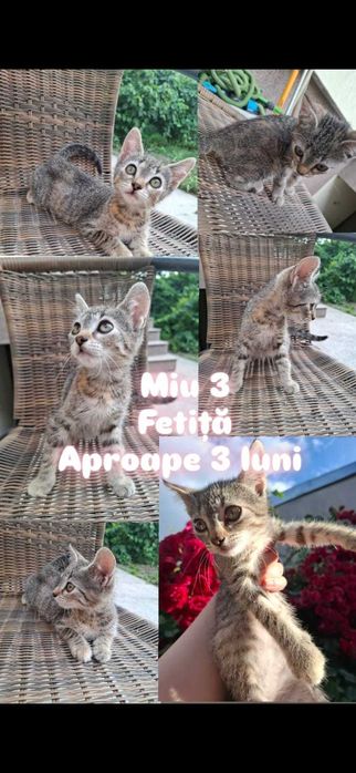 Se dau spre adopție 2 pui de pisică, în vârstă de aproape 3 luni!