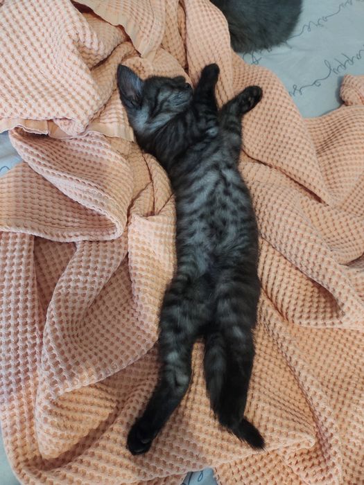Котенок в добрые руки