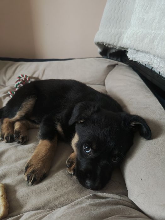 Щенок ищет дом, найденыш