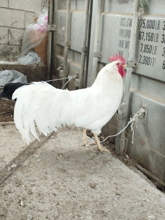 Американский легорн