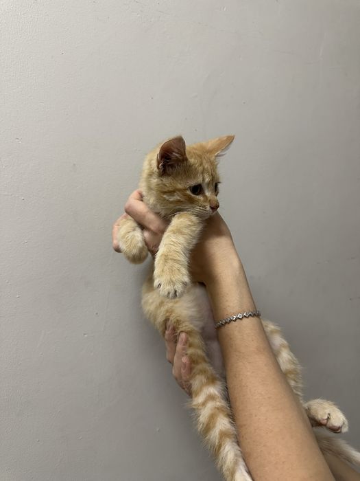 Котик мальчишка.