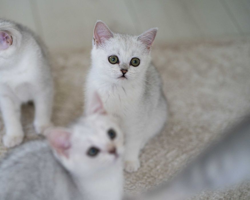 Motanel British Shorthair Silver Chinchilla