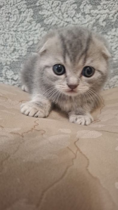 Котята скоттиш фолд и скоттиш страйт
