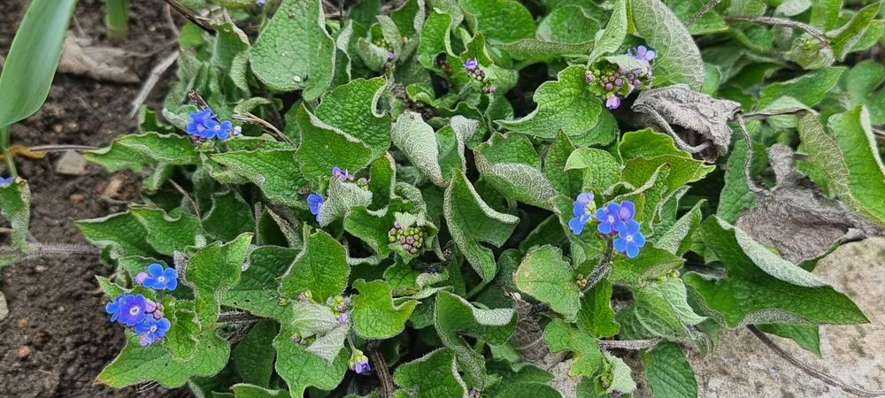 Цветя , луковици и разсад- многогодишни и  студоустойчиви