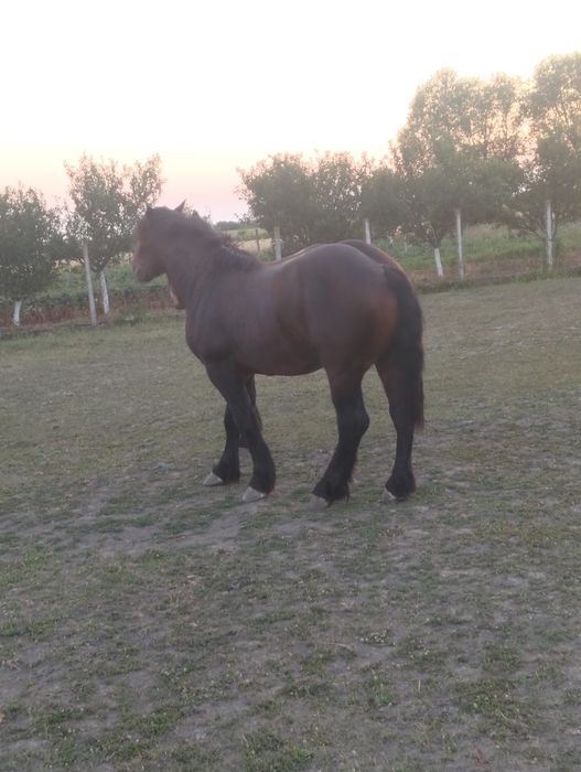Armăsar de 2 ani