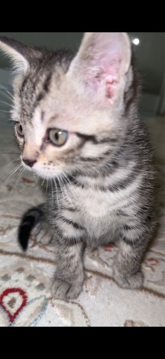Продам котенка 2 месяца