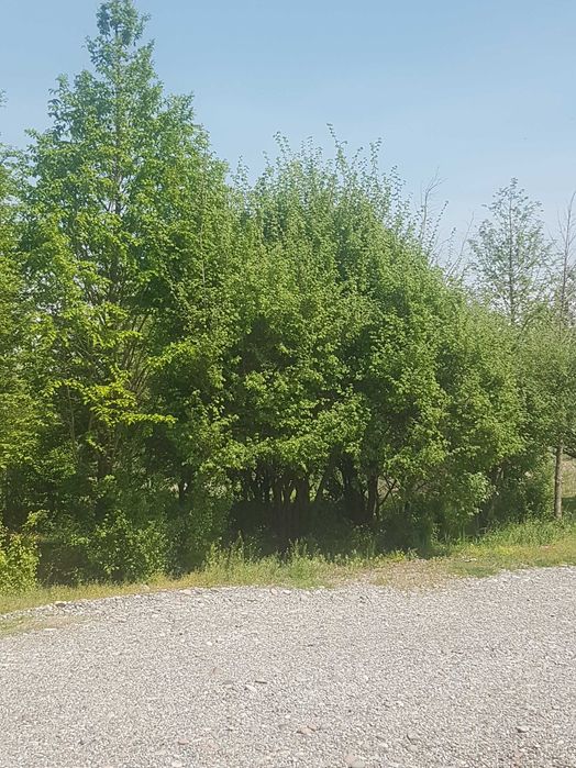 Метасеквоя. Быстро растушее дерево для сада.