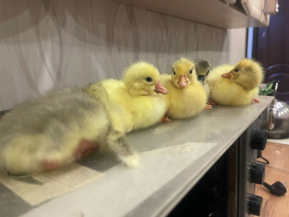 Гусята продам гуси