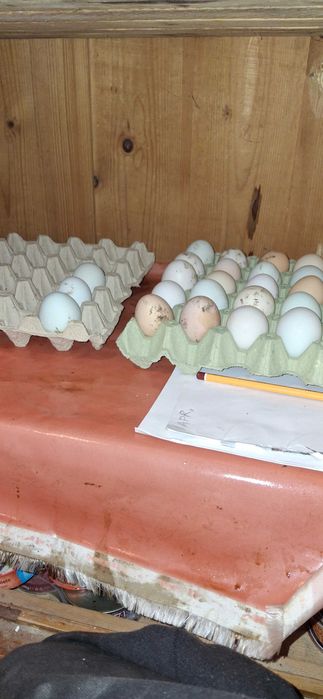 vand ou de incubat si consum