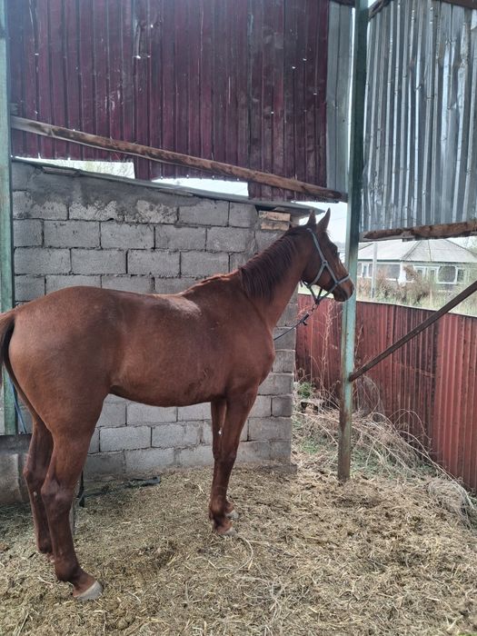 Данчак айғыр сатылады