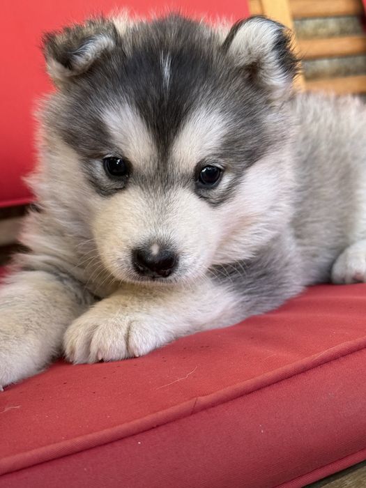 Cățelușă Husky Siberian – 6 săptămâni