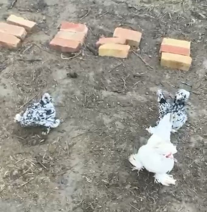 Карликовые куры  ,,Султанка''