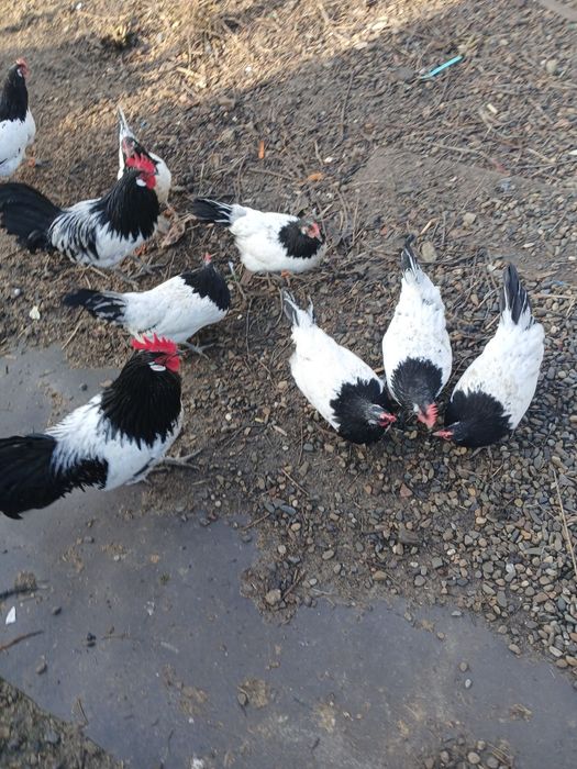 Ouă incubație Lakenfelder