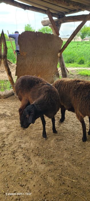 Govdali Xisori qoy quy barra zot olishga qo'y