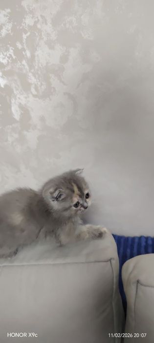 Вислоухие Шотландские котята от правельной вязки в подарок своим любим