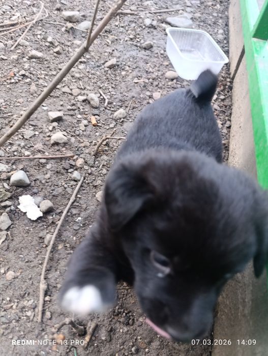 В добрые руки бесплатно щенков