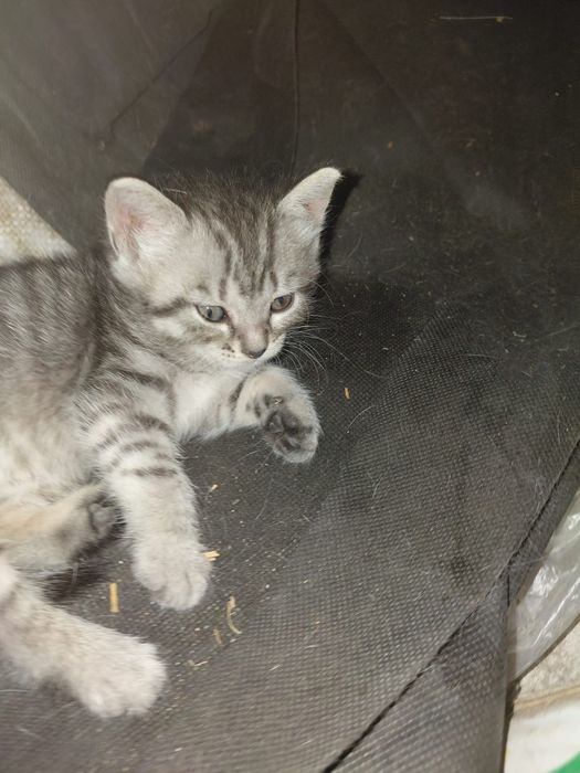 Котёнок девочка хорошая