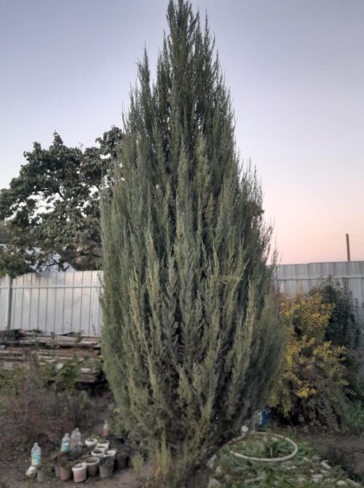 Продаю хвойники, кустарники