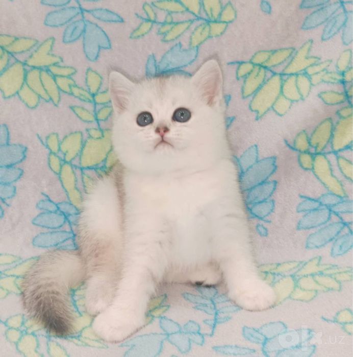 продается котенок, породы серебристый шиншилла,3х месячный, приятный,