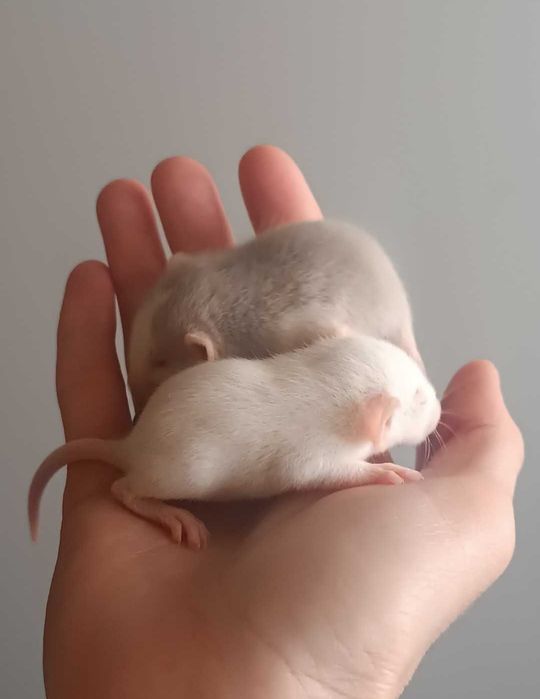 Продаются декоративные дамбо крысы 
Очень умные, спокойные и ручные.