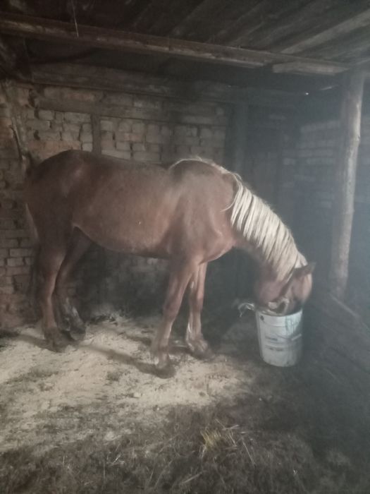 Продам двухлетку с откорма