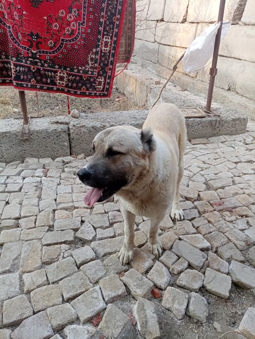 Кучук  Балковад сотилади