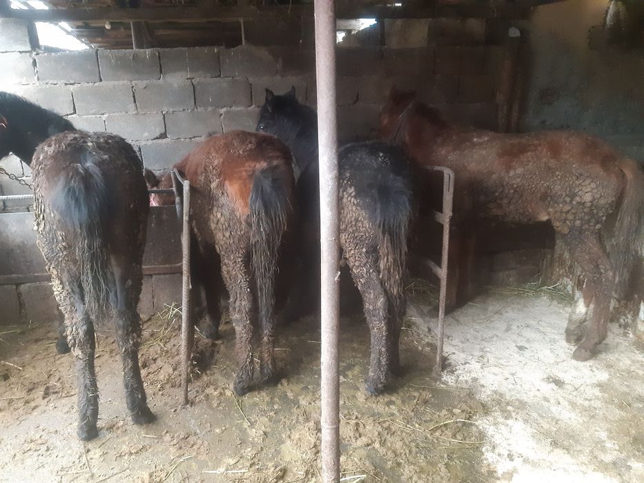 Продаётся жеребьята