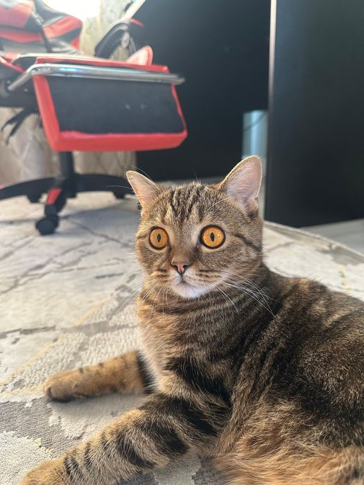 Кошка.кот.скотиш страйт