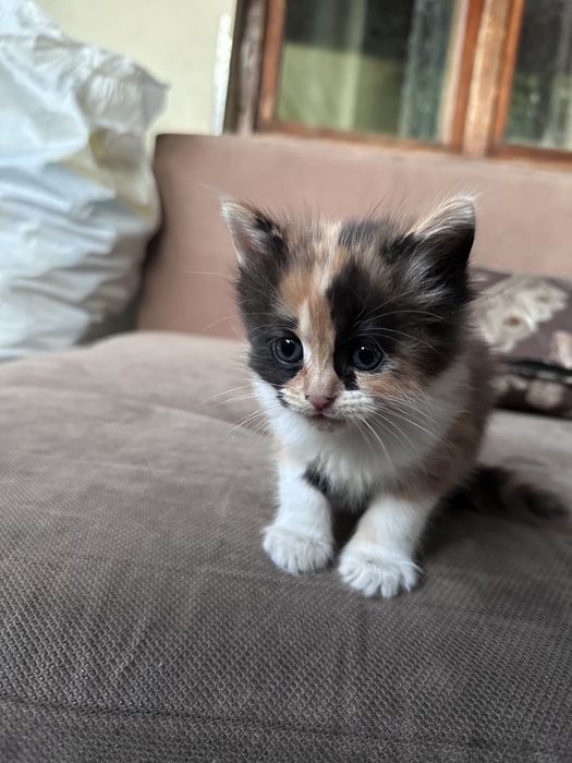 маленький котята