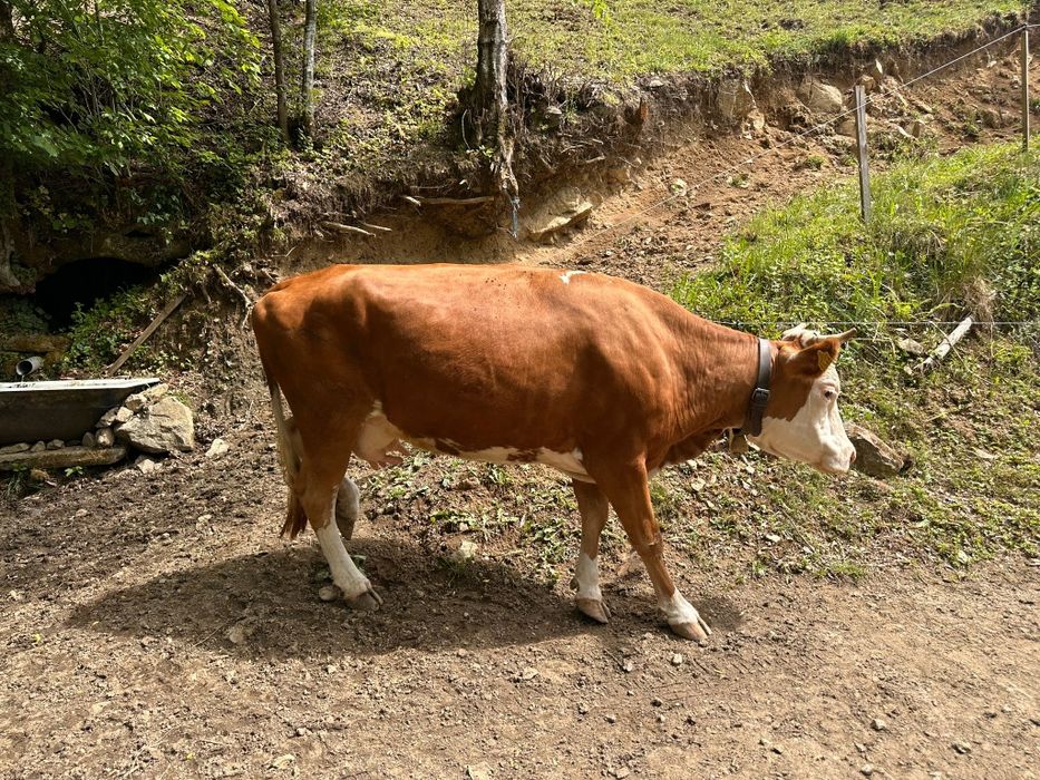 Vaca cu vițea de vanzare