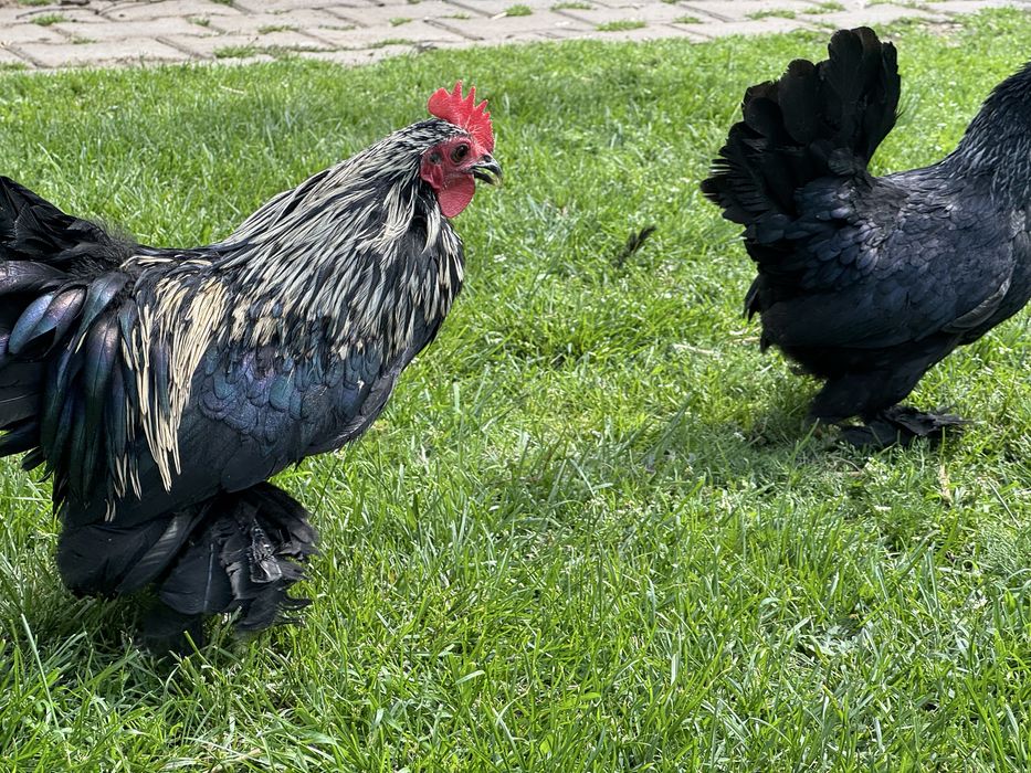 Mii de flori negru cu gat argintiu si auriu