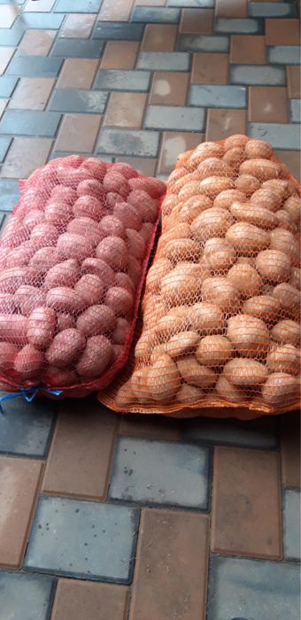 Vând cartofi de consum