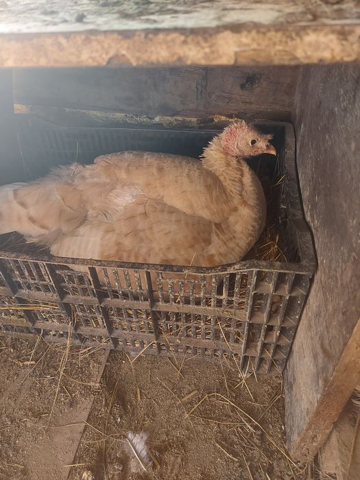 Продам плафон уличныйи индюка