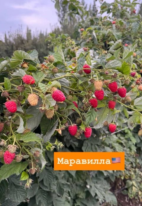 Саженцы малины маравилла