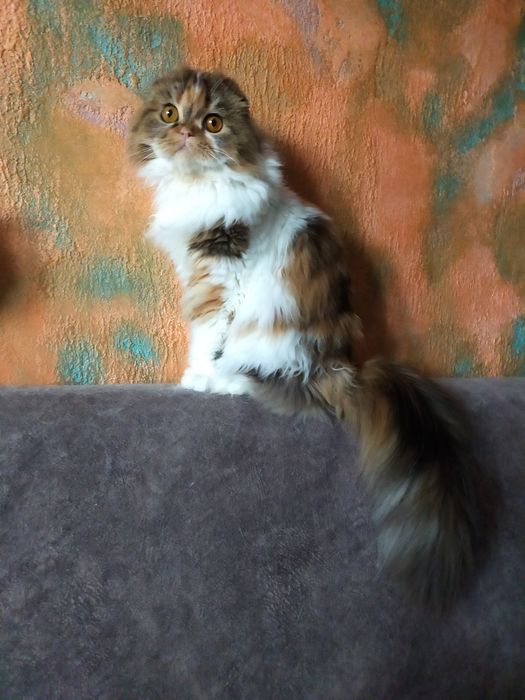 Шотландские кошки