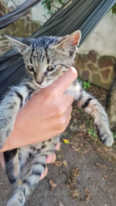 Подарявам котенца