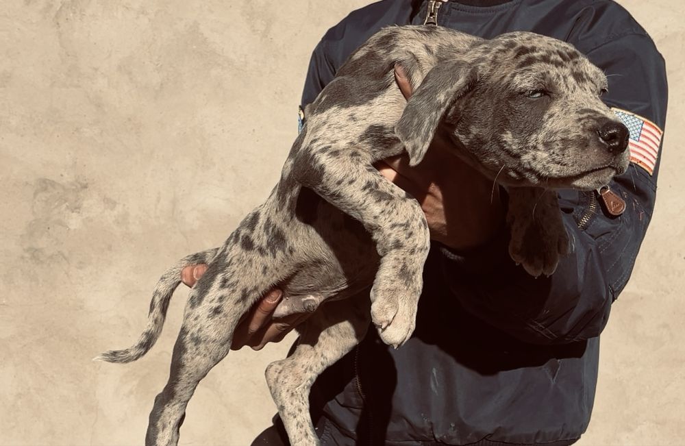 Щенки бутбуля XXl  Мерел