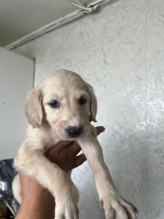 Қазақы шашақ құлақ тазысы.