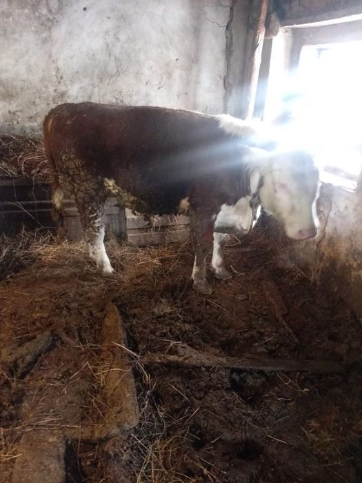 Продам 3 бычка и 1 тёлку