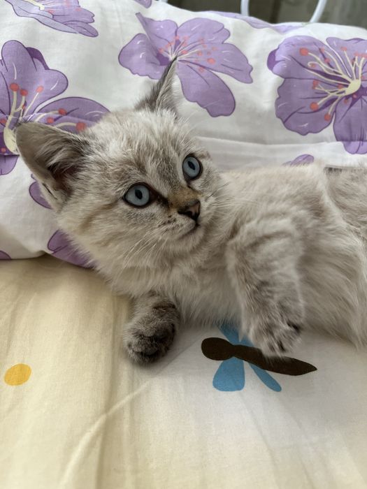 Шотландские вислоухие котята