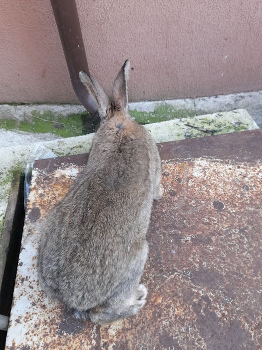 Vand iepuri  maturi si pui