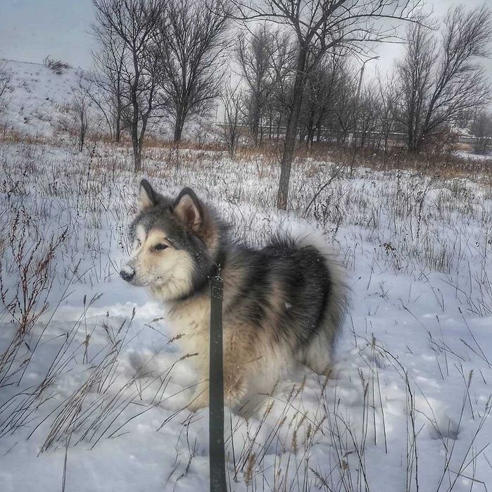 Аляскинский маламут (вязка)