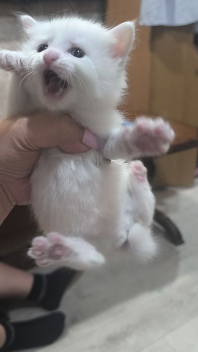 Котята бесплатно