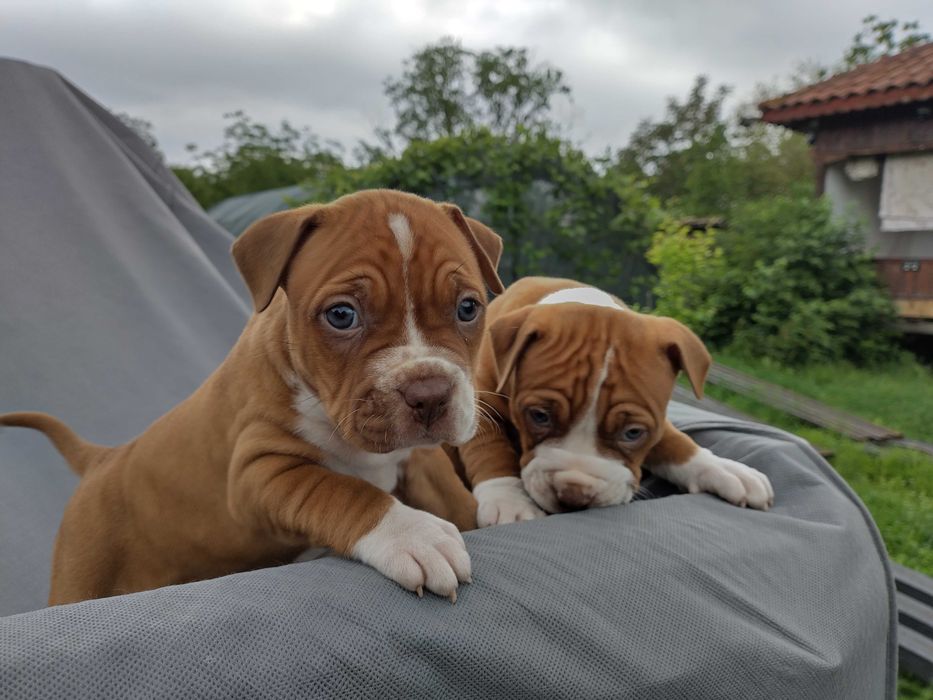 Американски питбул териер ,,Ред ноус''(American pitbull terrier Red nose)