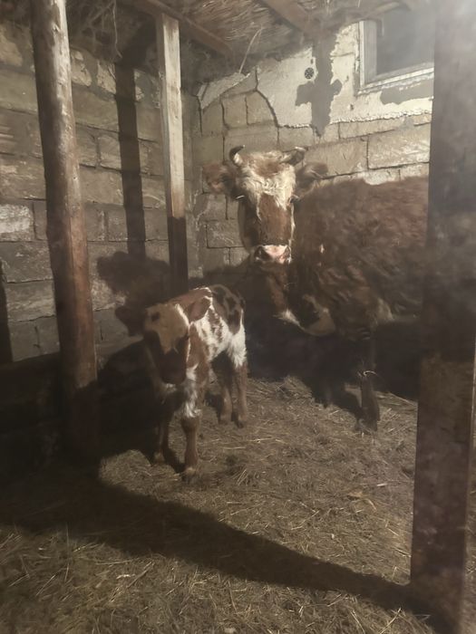 Сиыр 2 баласымен! Срочно сатылад !