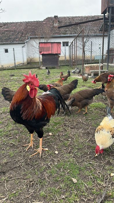 Vand oua de incubat din gaini rasa italian potarnichiu