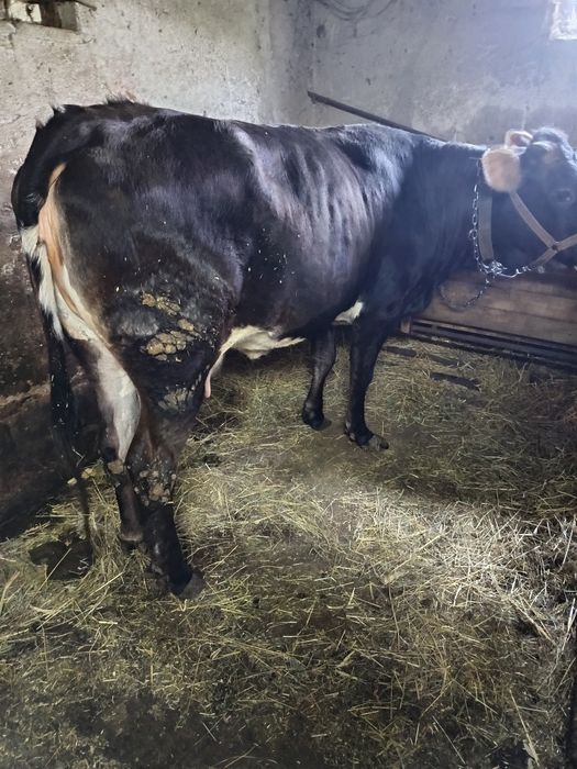 Vând vaca la prima fătare