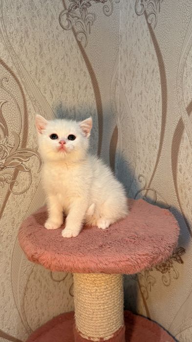 Порода: Британская короткашерстная шиншилла